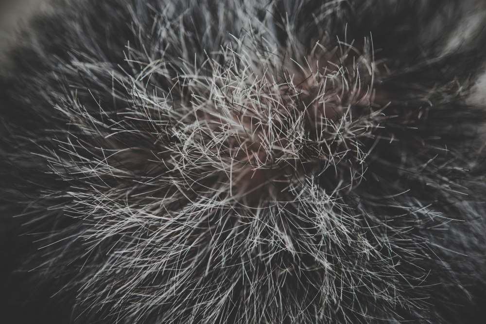Grey Hair Root